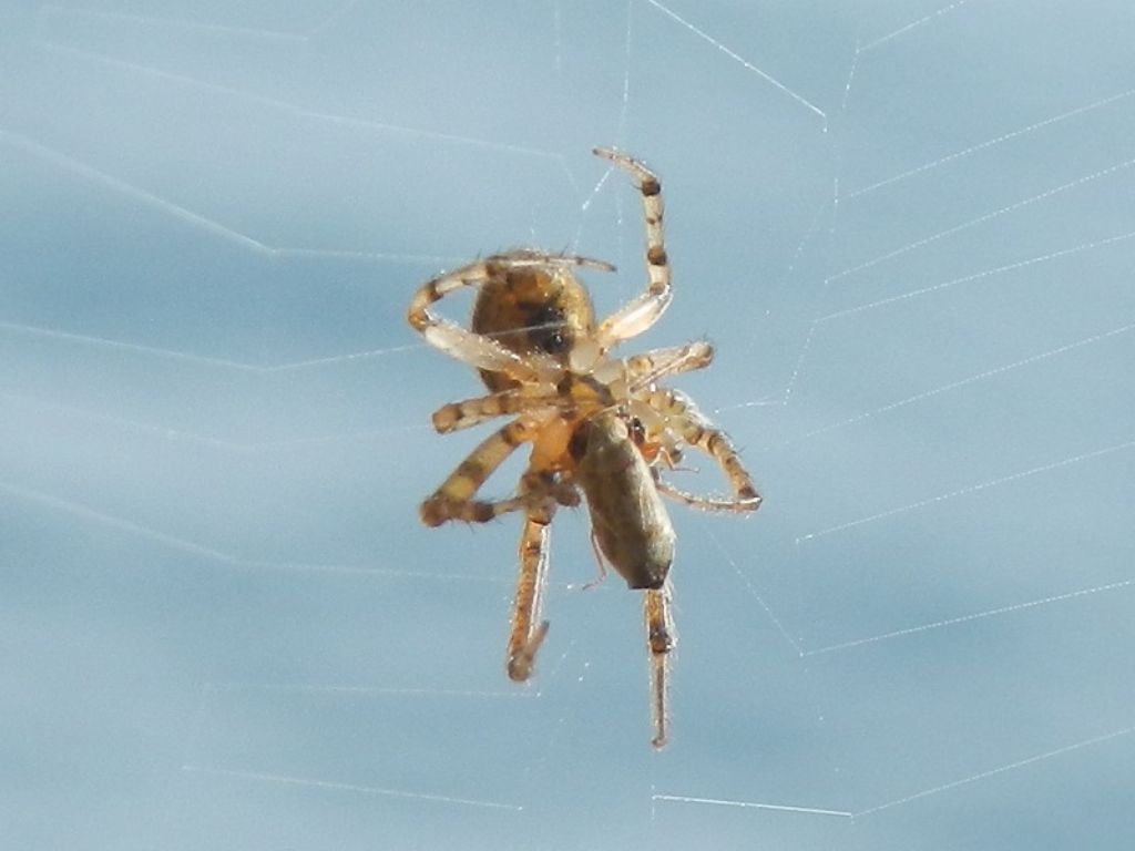 Zygiella sp.?...forse...